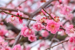 鈴鹿の森庭園、梅、2月の春の花、三重県鈴鹿市の観光・撮影スポットの名所