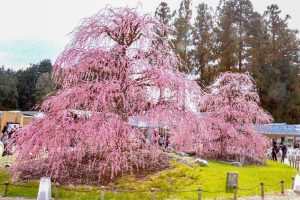 鈴鹿の森庭園、梅、2月の春の花、三重県鈴鹿市の観光・撮影スポットの名所