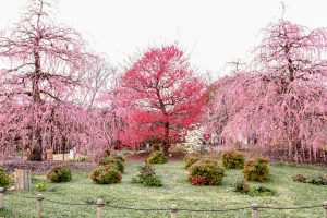 鈴鹿の森庭園、梅、2月の春の花、三重県鈴鹿市の観光・撮影スポットの名所