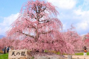 鈴鹿の森庭園、梅、2月の春の花、三重県鈴鹿市の観光・撮影スポットの名所