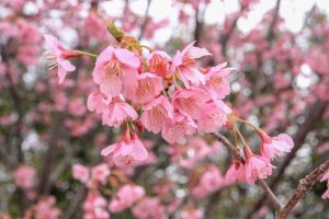 鈴鹿の森庭園、梅、2月の春の花、三重県鈴鹿市の観光・撮影スポットの名所