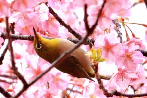 鈴鹿の森庭園、梅、2月の春の花、三重県鈴鹿市の観光・撮影スポットの名所