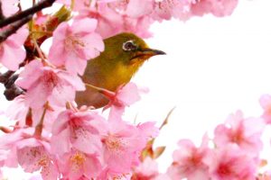 鈴鹿の森庭園、梅、2月の春の花、三重県鈴鹿市の観光・撮影スポットの名所