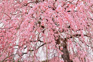 鈴鹿の森庭園、梅、2月の春の花、三重県鈴鹿市の観光・撮影スポットの名所