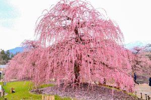 鈴鹿の森庭園、梅、2月の春の花、三重県鈴鹿市の観光・撮影スポットの名所