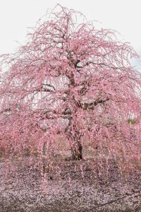 鈴鹿の森庭園、梅、2月の春の花、三重県鈴鹿市の観光・撮影スポットの名所