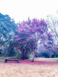 鈴鹿青少年の森、さざんか、12月冬、三重県鈴鹿市の観光・撮影スポットの画像と写真