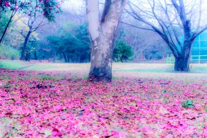 鈴鹿青少年の森、さざんか、12月冬、三重県鈴鹿市の観光・撮影スポットの画像と写真