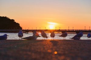竹島、夕日、1月冬、愛知県蒲郡市の観光・撮影スポットの画像と写真