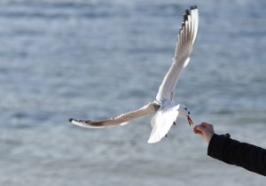 竹島、カモメ、1月冬、愛知県蒲郡市の観光・撮影スポットの画像と写真