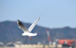 竹島、カモメ、1月冬、愛知県蒲郡市の観光・撮影スポットの画像と写真