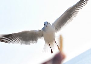竹島、カモメ、1月冬、愛知県蒲郡市の観光・撮影スポットの画像と写真