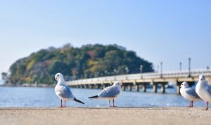 竹島、カモメ、1月冬、愛知県蒲郡市の観光・撮影スポットの画像と写真