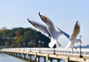 竹島、カモメ、1月冬、愛知県蒲郡市の観光・撮影スポットの画像と写真