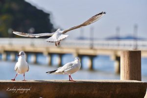 竹島、カモメ、1月冬、愛知県蒲郡市の観光・撮影スポットの画像と写真