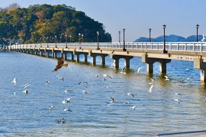 竹島、カモメ、1月冬、愛知県蒲郡市の観光・撮影スポットの画像と写真