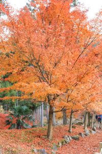 多良峡森林公園、紅葉、11月秋、岐阜県大垣市の観光・撮影スポットの画像と写真