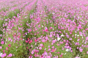 とことめの里、コスモス、10月の秋の花、三重県津市の観光・撮影スポットの画像と写真