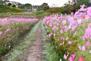とことめの里、コスモス、10月の秋の花、三重県津市の観光・撮影スポットの画像と写真