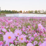 とことめの里、コスモス、10月の秋の花、三重県津市の観光・撮影スポットの画像と写真