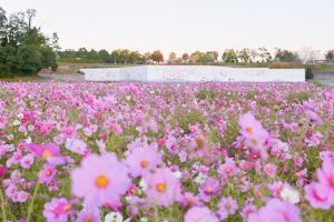 とことめの里、コスモス、10月の秋の花、三重県津市の観光・撮影スポットの画像と写真