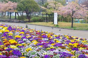 戸田川緑地、パンジー、3月の春の花、名古屋市港区の観光・撮影スポットの画像と写真