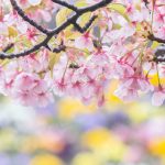 戸田川緑地、河津桜、3月の春の花、名古屋市港区の観光・撮影スポットの画像と写真