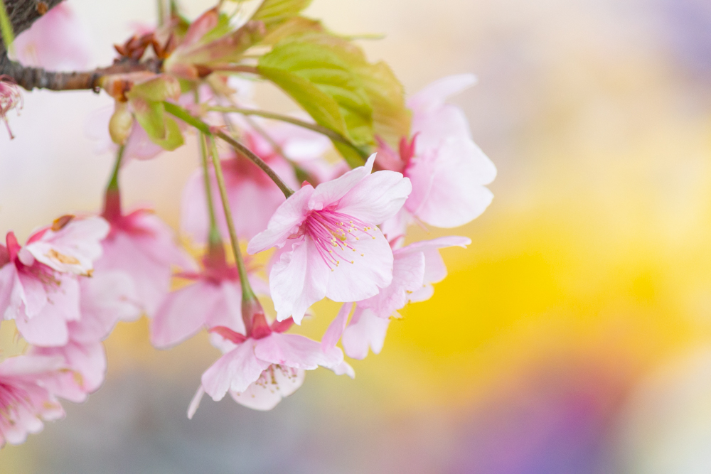 戸田川緑地、河津桜、3月の春の花、名古屋市港区の観光・撮影スポットの画像と写真