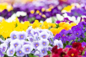 戸田川緑地、パンジー、3月の春の花、名古屋市港区の観光・撮影スポットの画像と写真