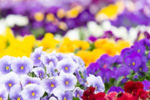 戸田川緑地、パンジー、3月の春の花、名古屋市港区の観光・撮影スポットの画像と写真