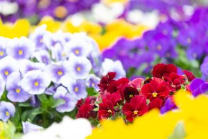 戸田川緑地、パンジー、3月の春の花、名古屋市港区の観光・撮影スポットの画像と写真