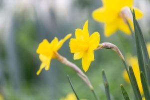 戸田川緑地、水仙、3月の春の花、名古屋市港区の観光・撮影スポットの画像と写真