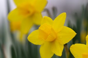戸田川緑地、水仙、3月の春の花、名古屋市港区の観光・撮影スポットの画像と写真