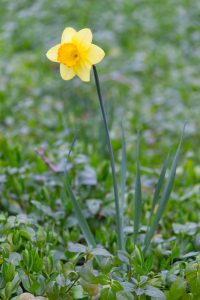 戸田川緑地、水仙、3月の春の花、名古屋市港区の観光・撮影スポットの画像と写真