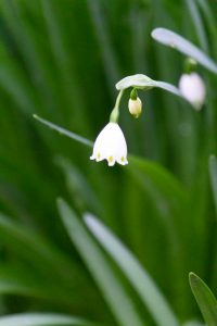 戸田川緑地、スズラン、3月の春の花、名古屋市港区の観光・撮影スポットの画像と写真