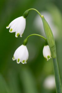 戸田川緑地、スズラン、3月の春の花、名古屋市港区の観光・撮影スポットの画像と写真