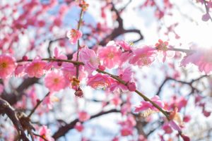 安八百梅園、梅まつり、2月春の花、岐阜県安八郡の観光・撮影スポットの画像と写真