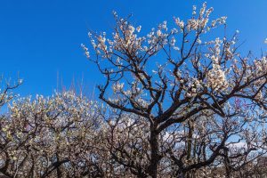 南濃梅園、2月春の花、岐阜県海津市の観光・撮影スポットの画像と写真