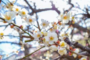 安八百梅園、梅まつり、2月春の花、岐阜県安八郡の観光・撮影スポットの画像と写真
