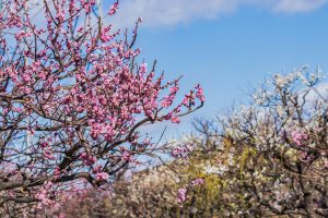 安八百梅園、梅まつり、2月春の花、岐阜県安八郡の観光・撮影スポットの画像と写真