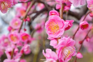 安八百梅園、梅まつり、2月春の花、岐阜県安八郡の観光・撮影スポットの画像と写真