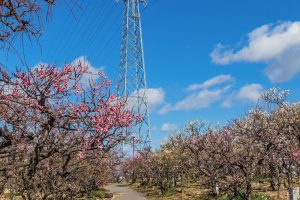 安八百梅園、梅まつり、2月春の花、岐阜県安八郡の観光・撮影スポットの画像と写真