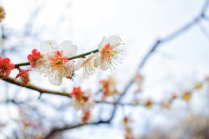 安八百梅園、梅まつり、2月春の花、岐阜県安八郡の観光・撮影スポットの画像と写真
