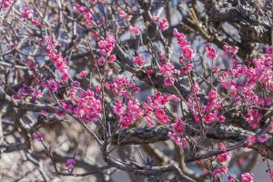 安八百梅園、梅梅まつりまつり、2月春の花、岐阜県安八郡の観光・撮影スポットの画像と写真