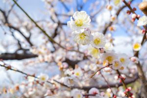 安八百梅園、梅まつり、2月春の花、岐阜県安八郡の観光・撮影スポットの画像と写真