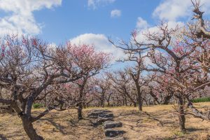 安八百梅園、梅まつり、2月春の花、岐阜県安八郡の観光・撮影スポットの画像と写真