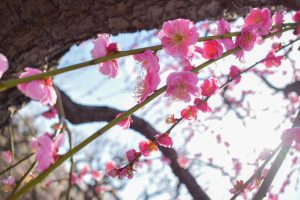 安八百梅園、梅まつり、2月春の花、岐阜県安八郡の観光・撮影スポットの画像と写真