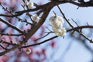 安八百梅園、梅まつり、2月春の花、岐阜県安八郡の観光・撮影スポットの画像と写真