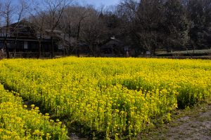 岐阜清流里山公園、菜の花、２月の春の花、岐阜県美濃加茂市の観光・撮影スポットを画像と写真