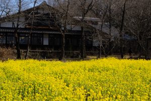 岐阜清流里山公園、菜の花、２月の春の花、岐阜県美濃加茂市の観光・撮影スポットを画像と写真